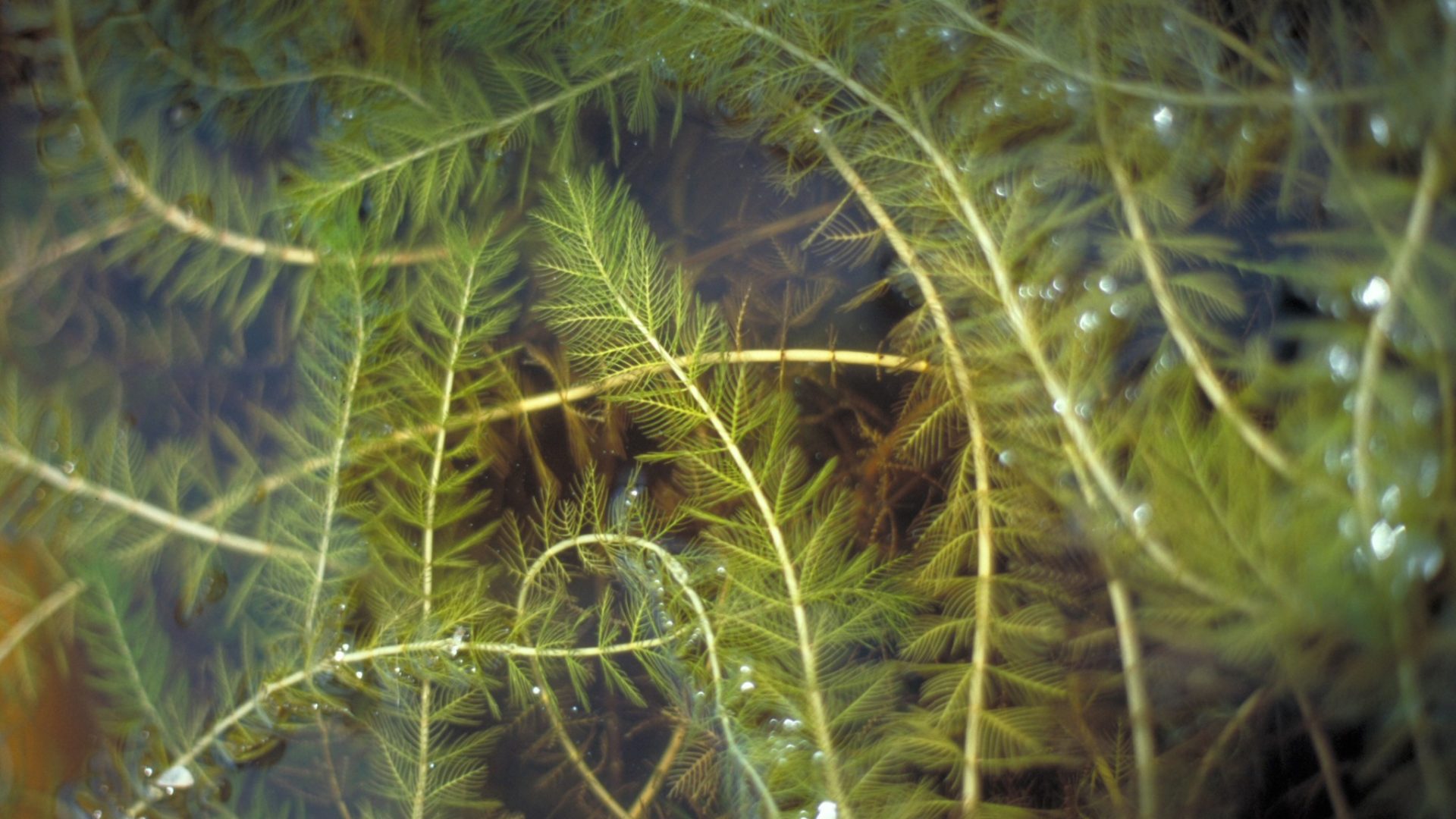 Espèces exotiques envahissantes